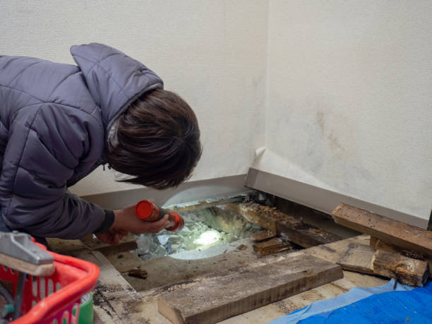 Best Basement Mold Removal  in Rifle, CO