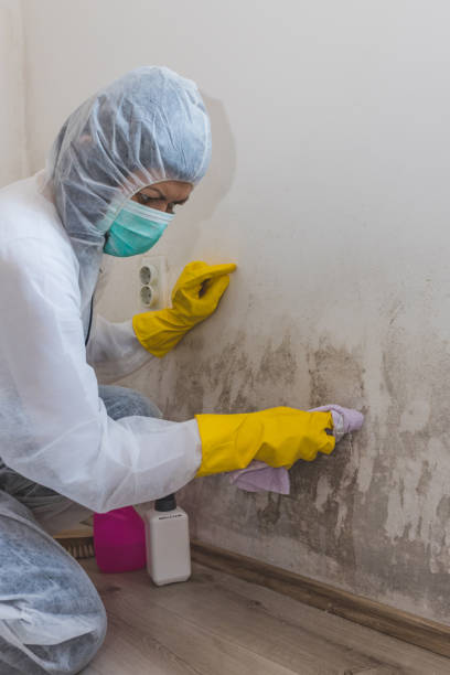 Best Emergency Mold Remediation  in Rifle, CO